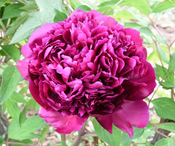 Healthy rockii tree peony seedlings