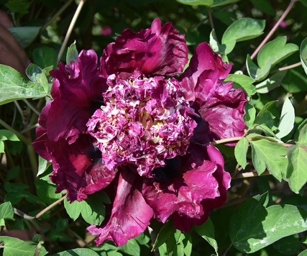 paeonia rockii-Zi Ju Ban Yue Fragrant and cold-tolerant Chinese tree peonies