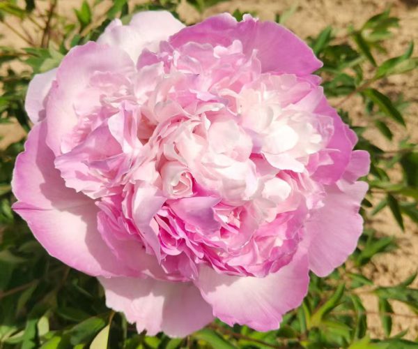 Multi-color chines tree peony for sale
