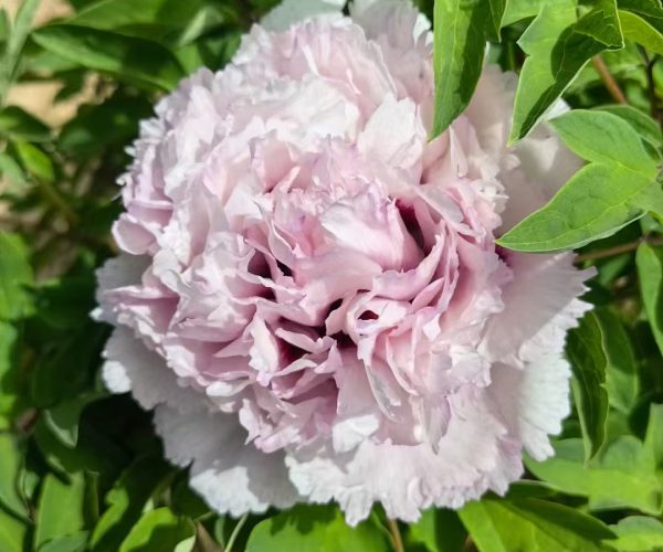Fen E Jiao pink rockii tree peony roots for sale