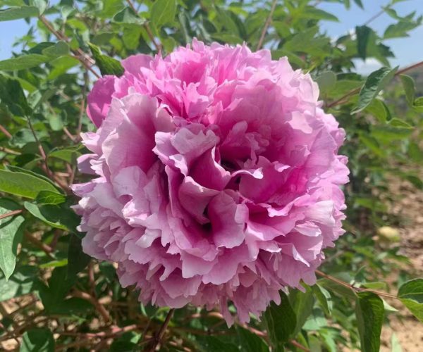 pink paeonia rockii roots for sale