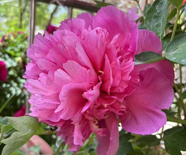 Hong Guan Jin Yao Dai red paeonia rockii roots for sale