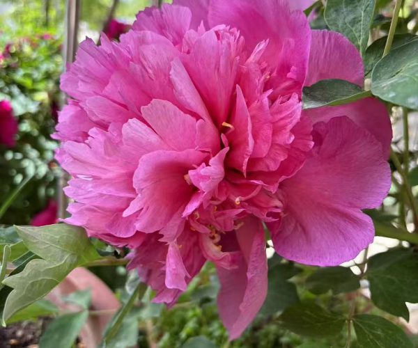 Hong Guan Jin Yao Dai red paeonia rockii roots for sale