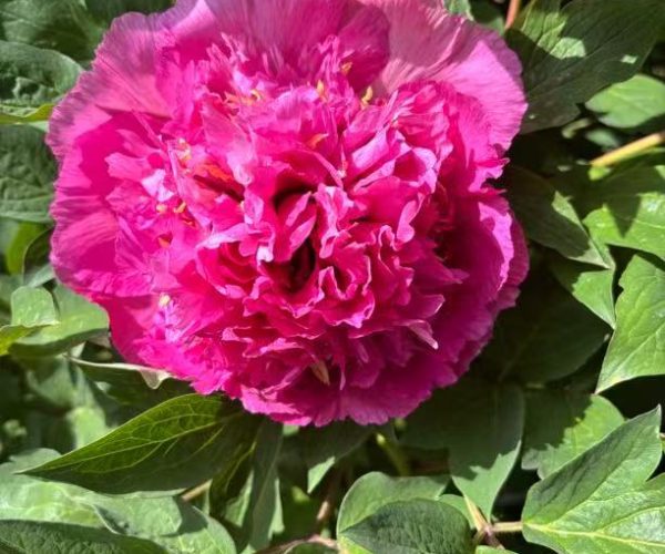 rockii tree peony