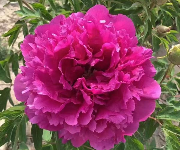 chinese tree peony