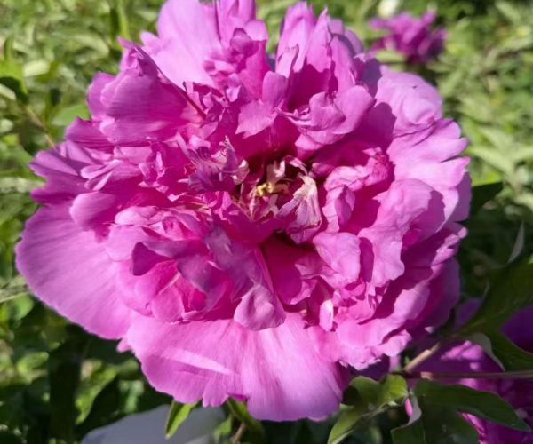 Hong Guan Ying Xian Rockii tree peony