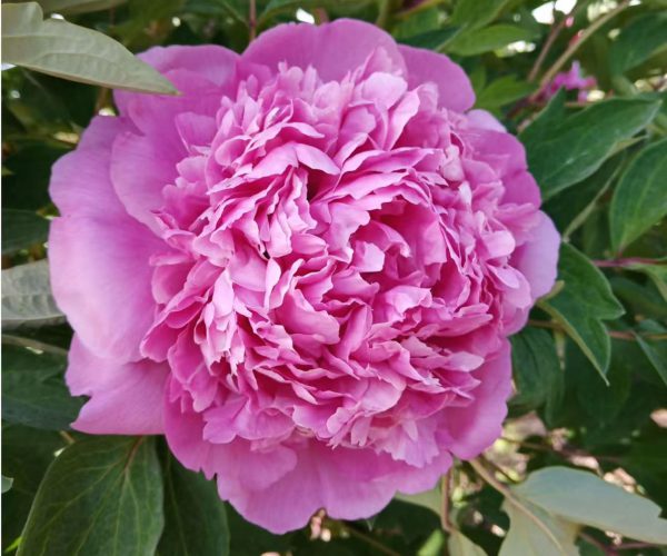 hong guan yu zhu rockii tree peony