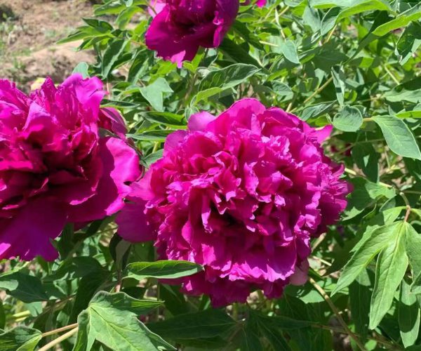Hong Lou Cha Cui rockii tree peony