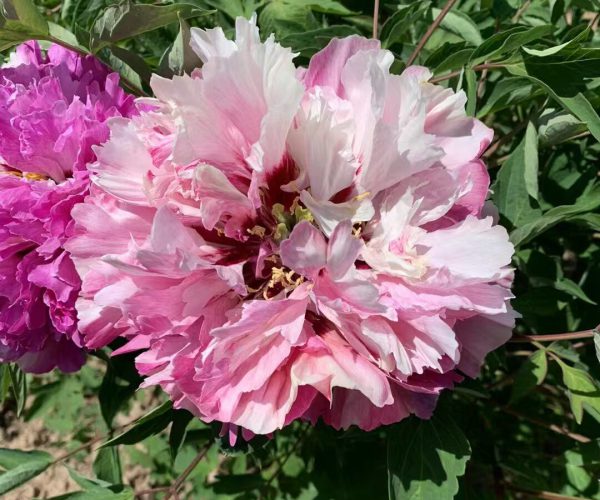 Hong Zhuang Su Guo multicolor rockii peony roots for sale
