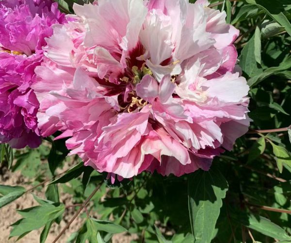 Hong Zhuang Su Guo multicolor rockii peony roots for sale