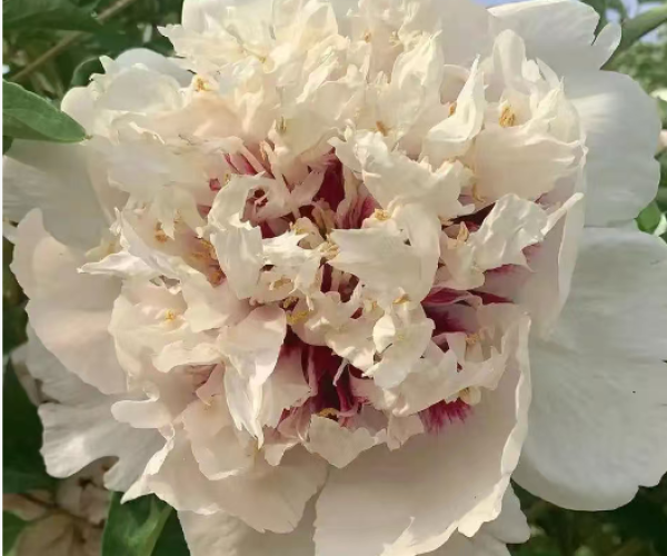 Huo Feng Huang tree peony