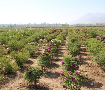 chinese tree peony