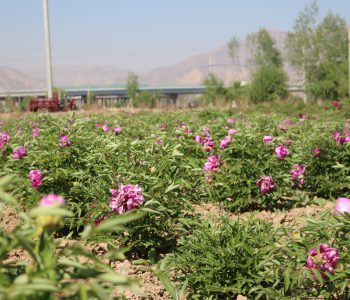 chinese tree peony