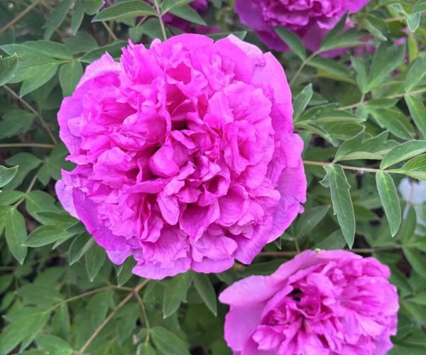 LAN Tian Meng Large flowered rocki tree peony varieties