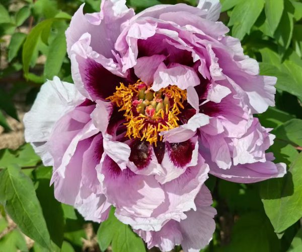 Lan Qiang Wei blue paeonia rockii for slae