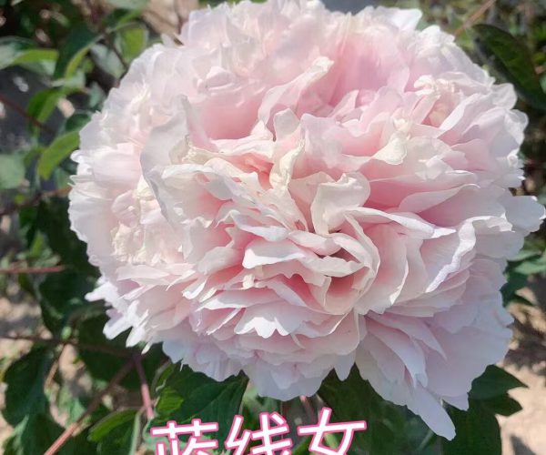 Lan Xian Nv pink rockii tree peony for sale