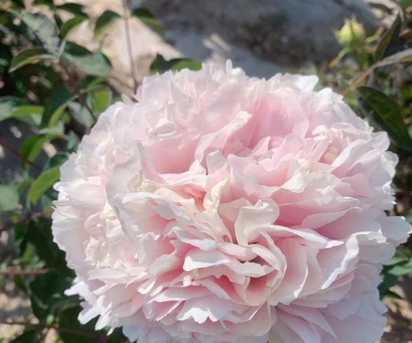 Lan Xian Nv pink rockii tree peony for sale