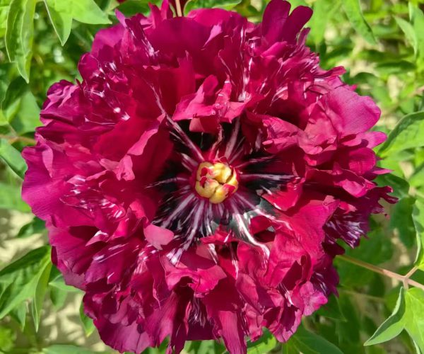multicolor  paeonia rockii roots