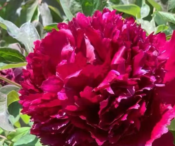 Hei Zhu Pan black paeonia rockii for sale