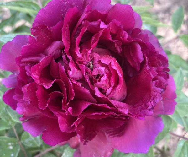 Mo Yun rockii tree peony