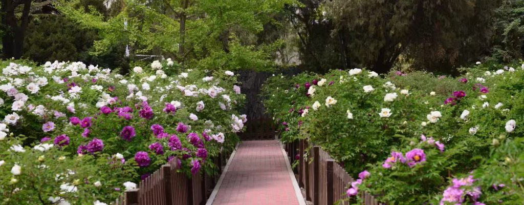 Paeonia rockii Tree Peony Wholesale