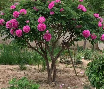 Paeonia rockii tree peony wholesale nursery in Gansu China