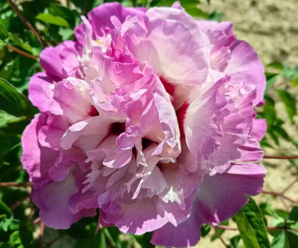 Qiao Qi Sha multicolor paeonia rockii for sale