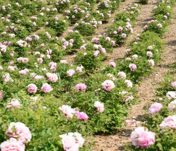 Gansu paeonia rockii nursery