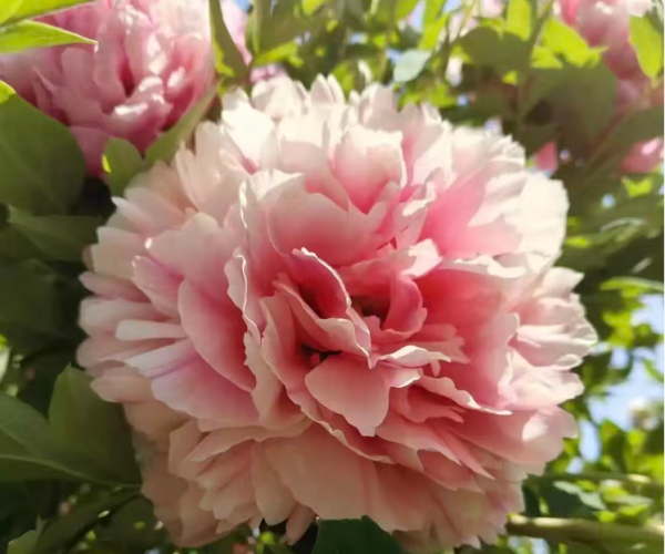 Tao Hong Xiu Qiu tree peony