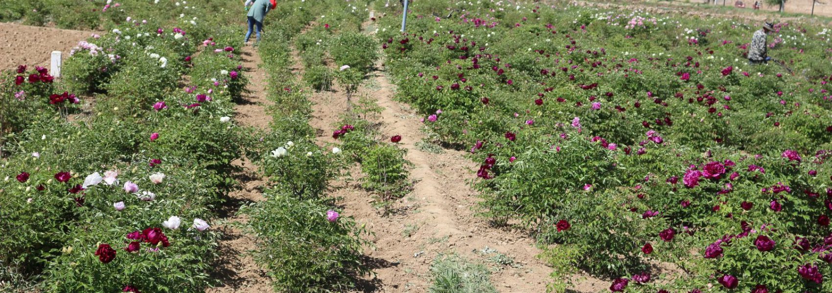 Tree Peony Planting Management