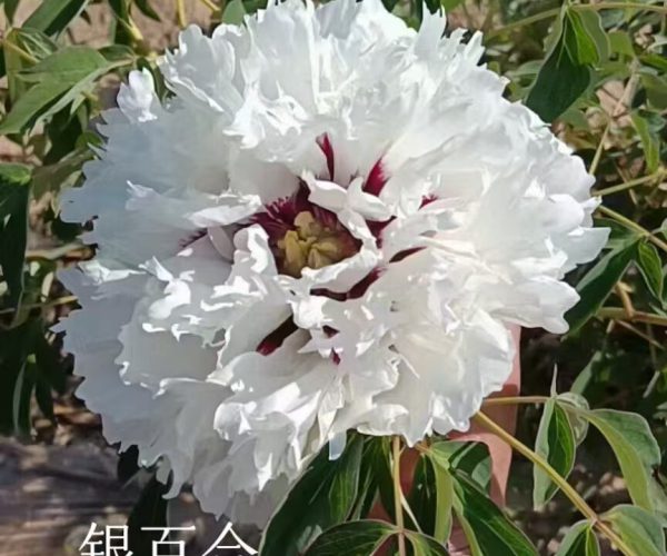 Ying Bai He white paeonia rockii for sale