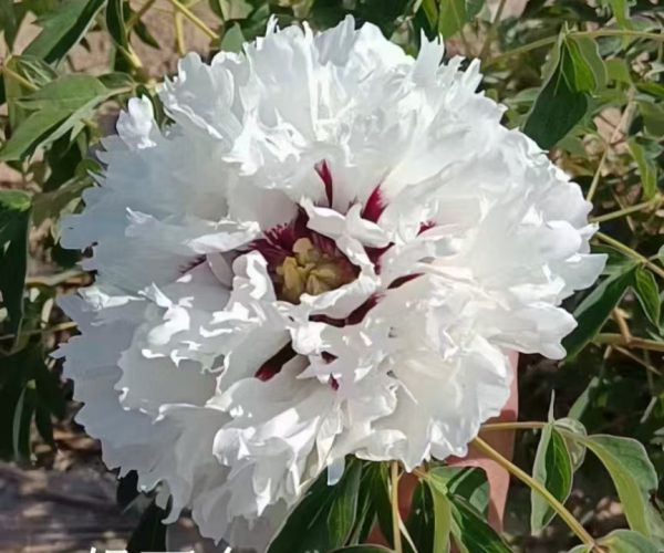 white paeonia rockii for sale