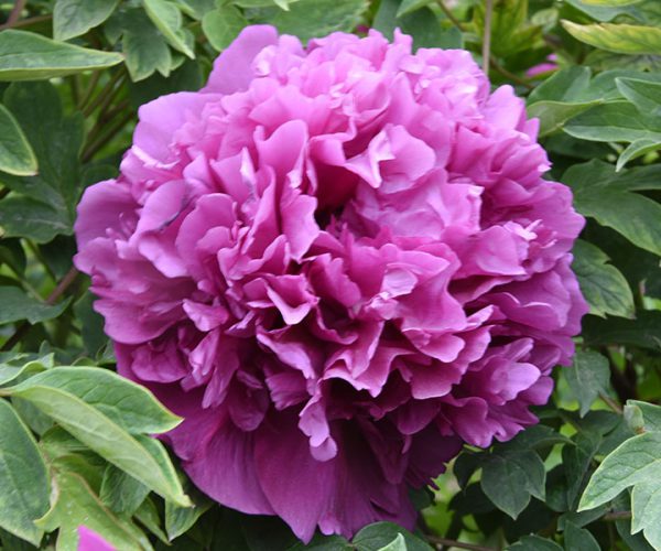 Zi Lou Cha Cui Purple Gansu tree peony variety