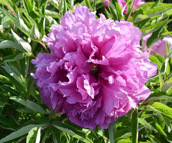 Lan Hai Feng Yun Grafted tree peony seedlings from China