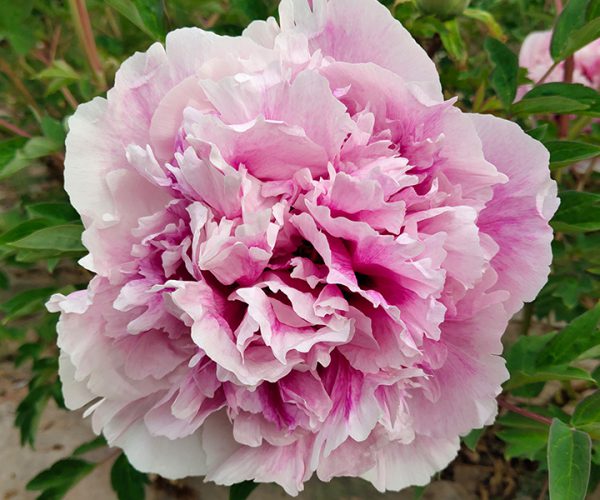 Crown-shaped flower, fast-growing rocki tree peony