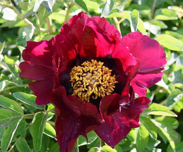 Zi Die Ying Feng Early-flowering rockii tree peony varieties grow fast
