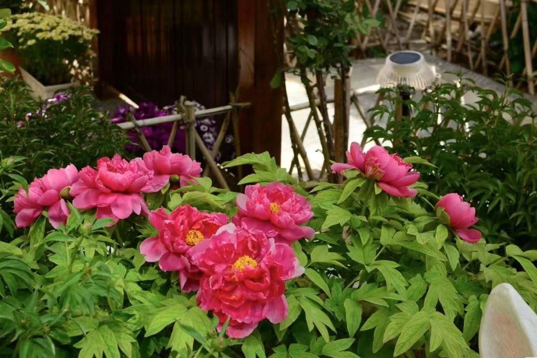 tree peony roots