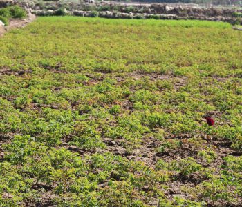 paeonia rockii export inquiry