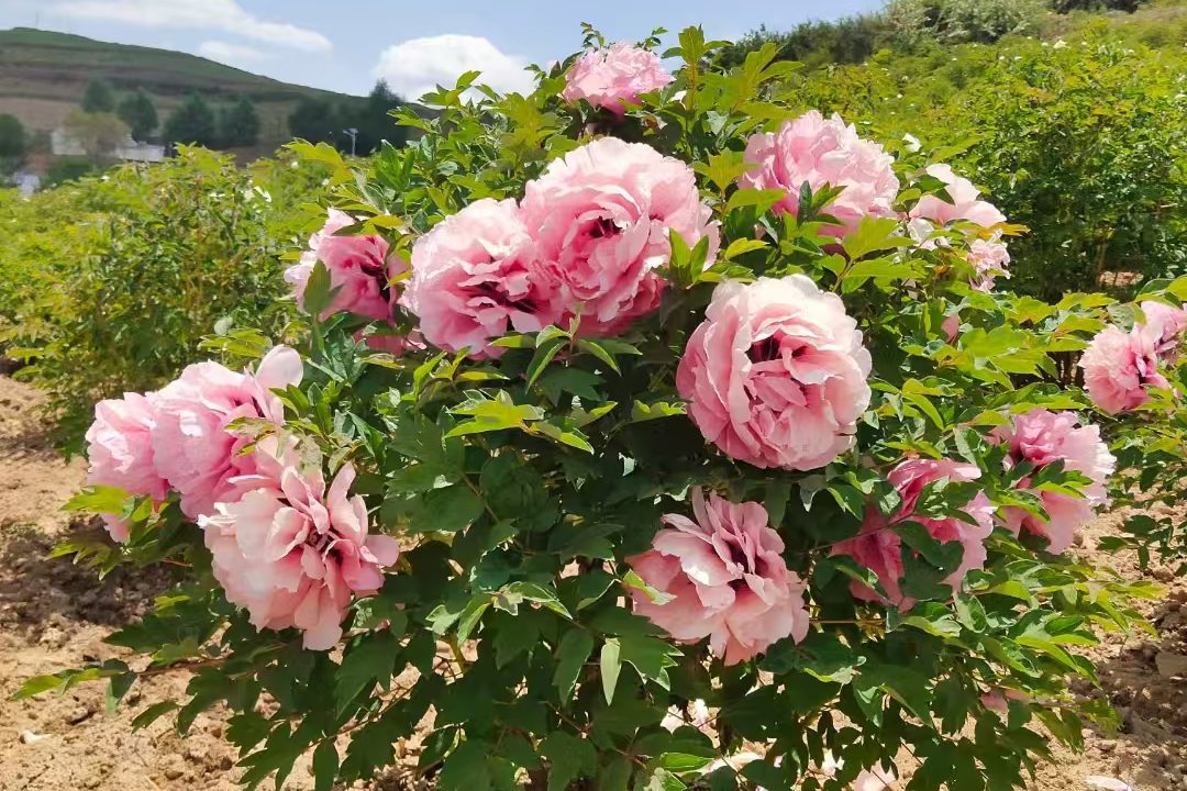 chinese tree peony for sale