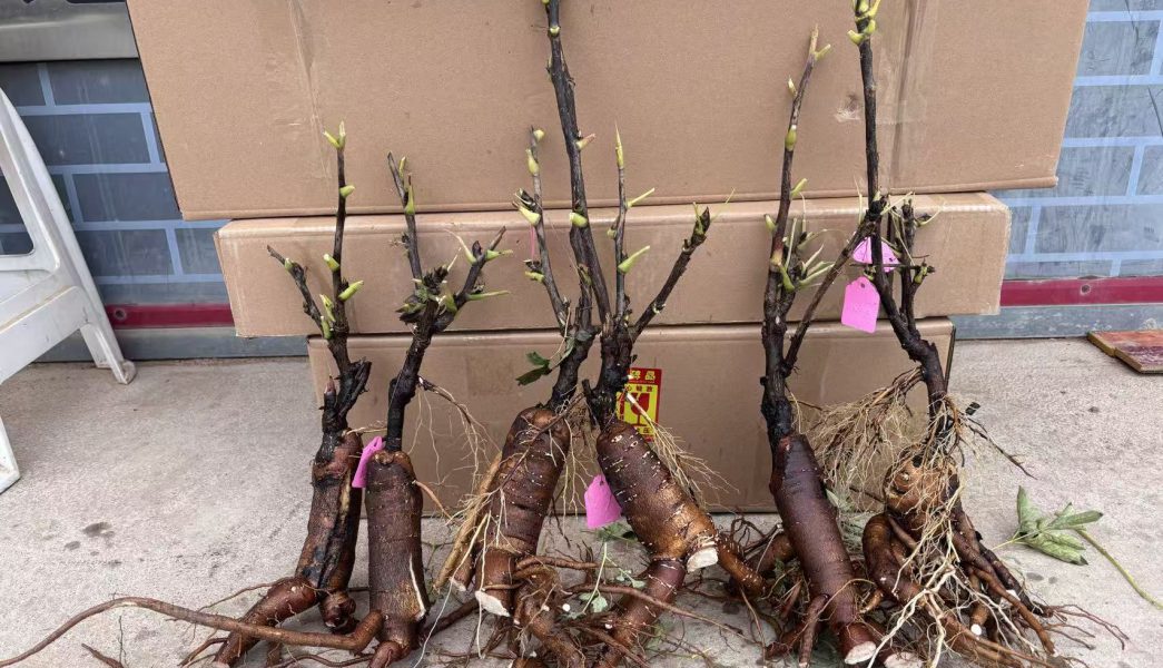 sale rockii tree peony seeding