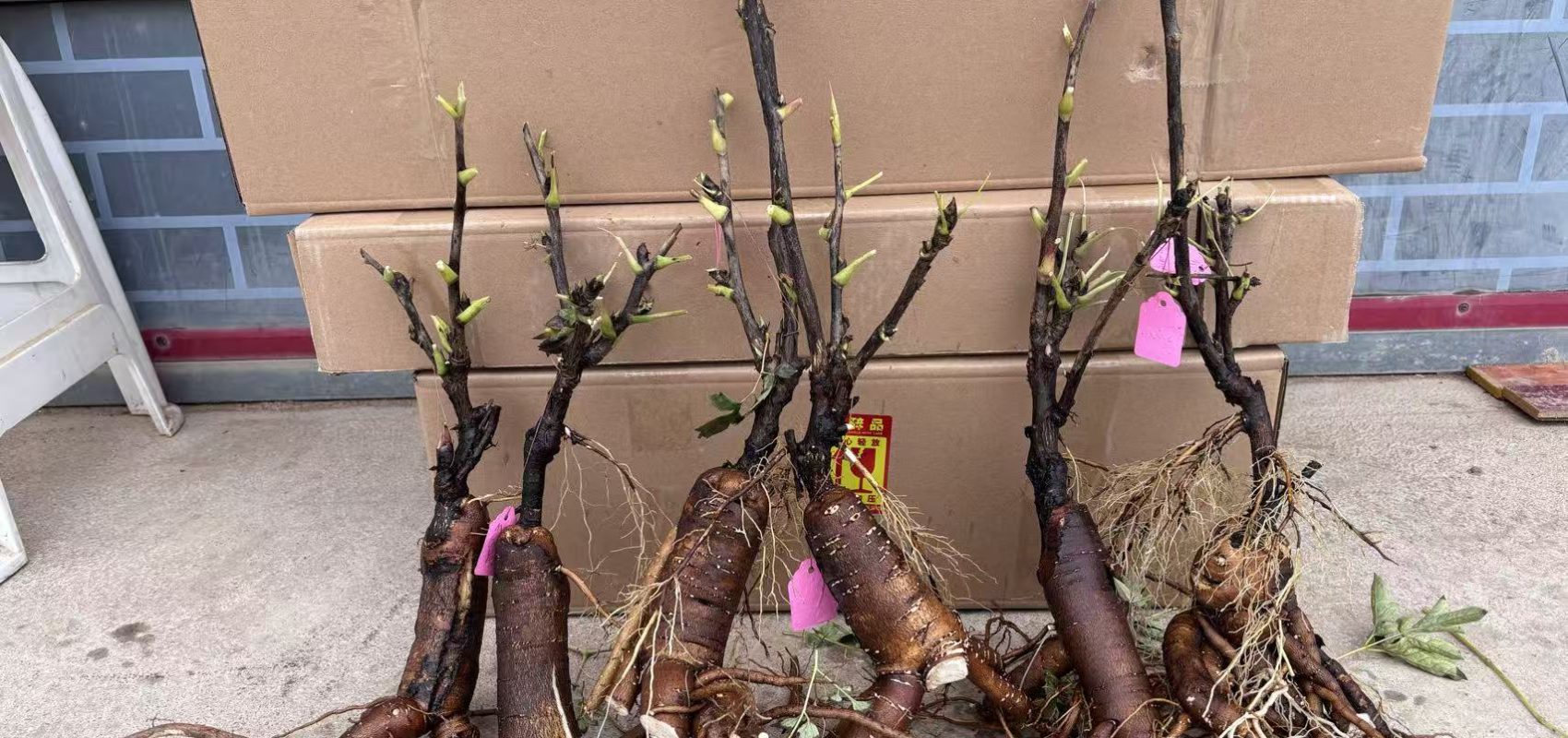 sale rockii tree peony seeding