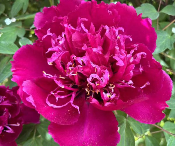 zi Guan Yu chi purple paeonia rockii for sale