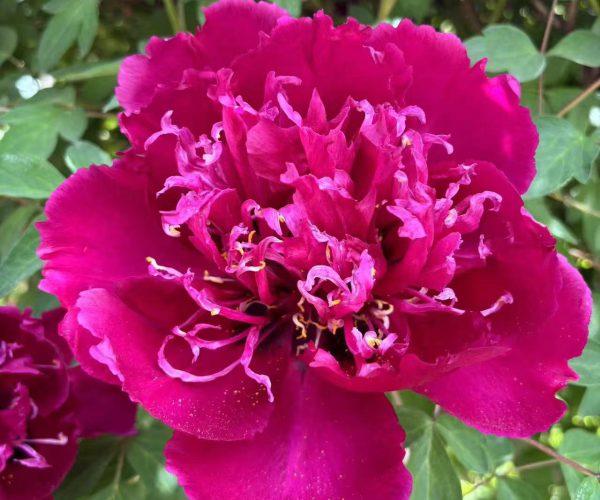 zi Guan Yu chi purple paeonia rockii for sale