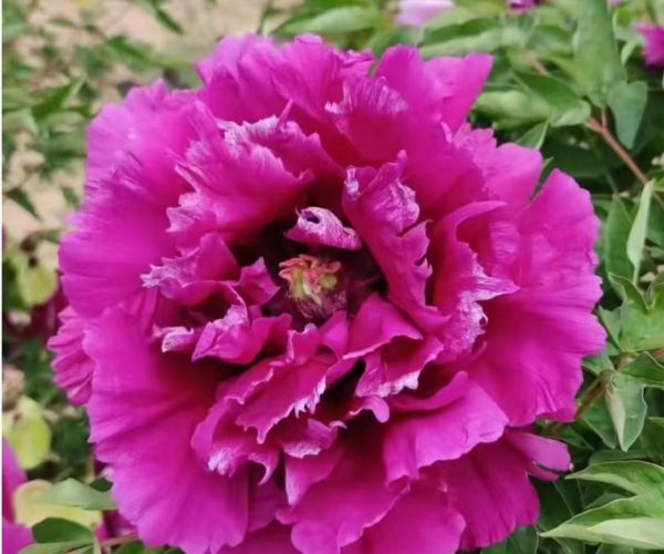 rockii tree peony for sale
