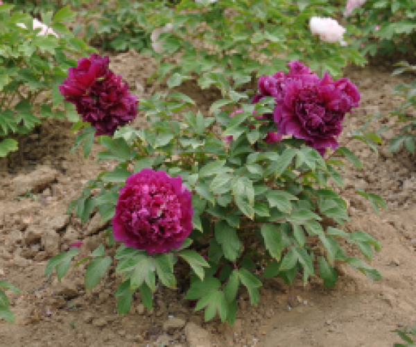 冠群芳 冠群芳