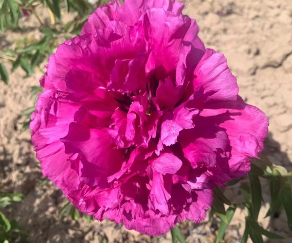 Zi Yan purple grafted rockii tree peony
