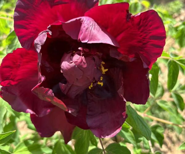 Hei Mei Ren black chinese tree peony for sale