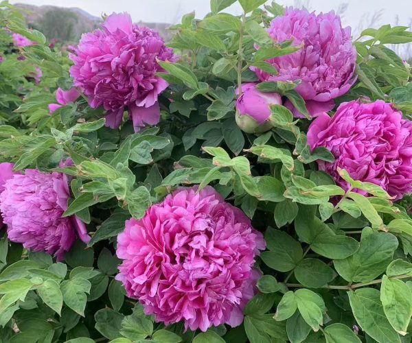 Hong Lou Jing Meng red paeonia rockii for sale