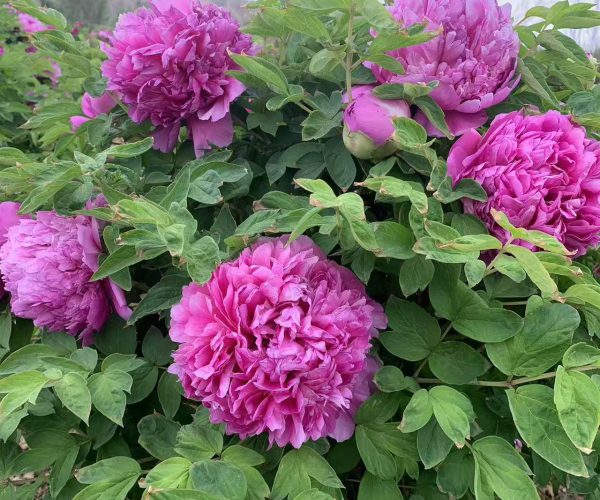 red paeonia rockii for sale
