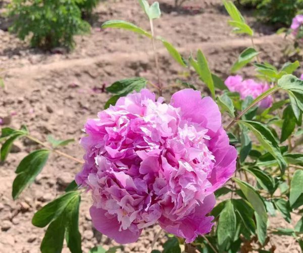 Lan Tian Piao Yun blue paeonia rockii roots